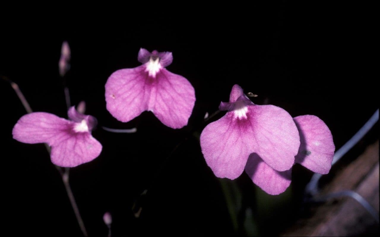 Ionopsis utricularioides