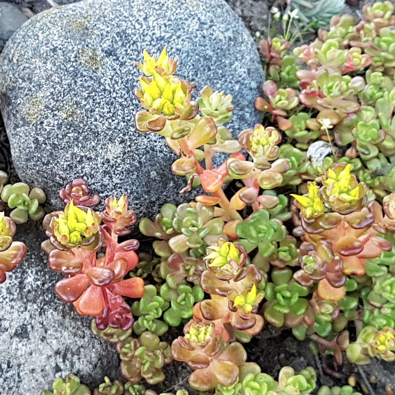 Sedum oreganum