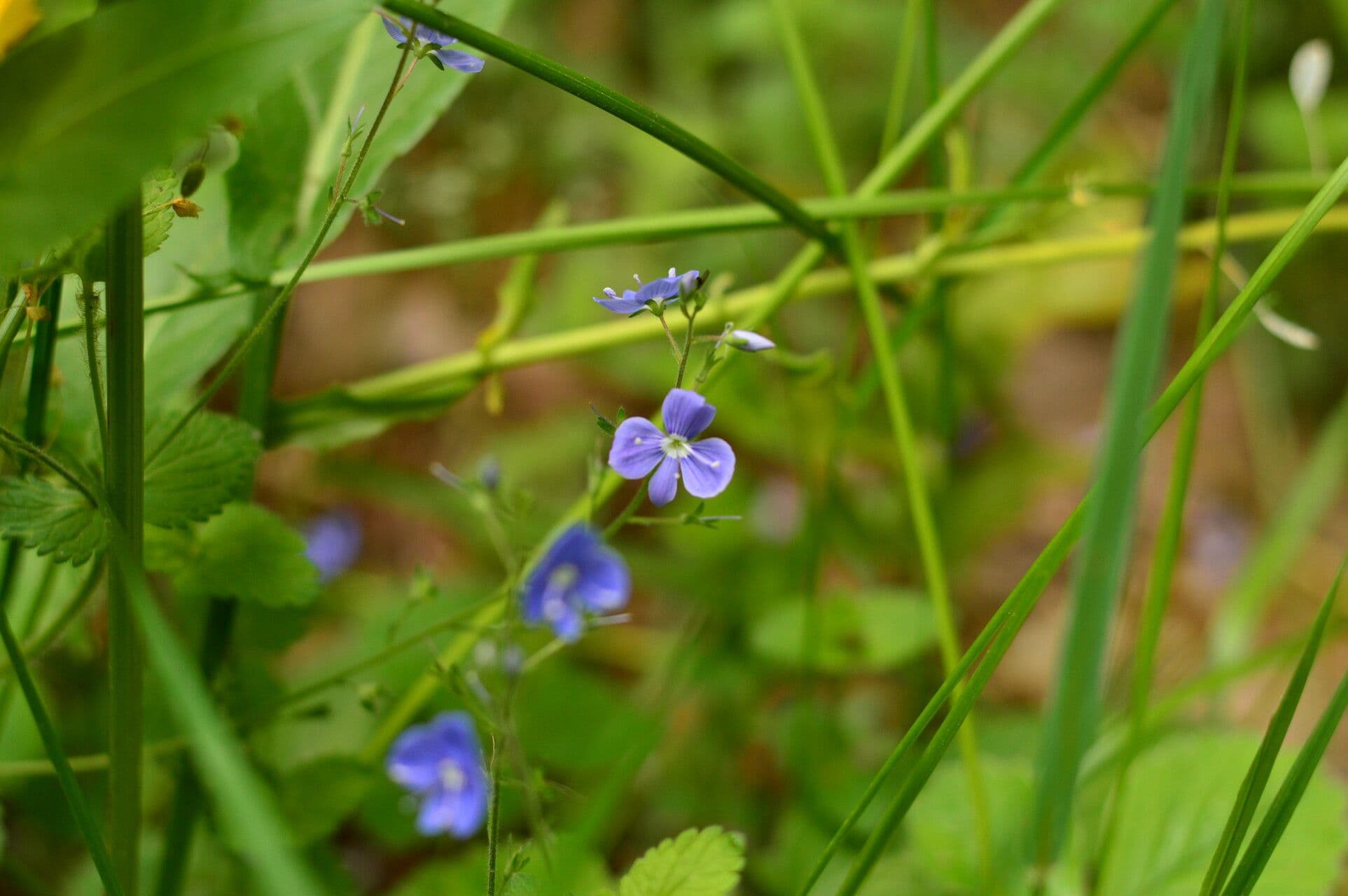 Veronica americana