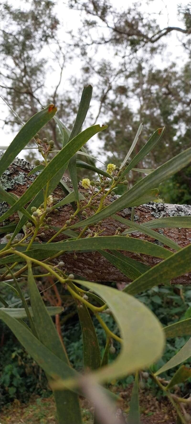 Acacia heterophylla