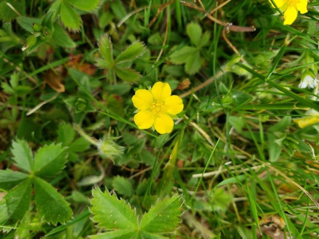 Potentilla simplex