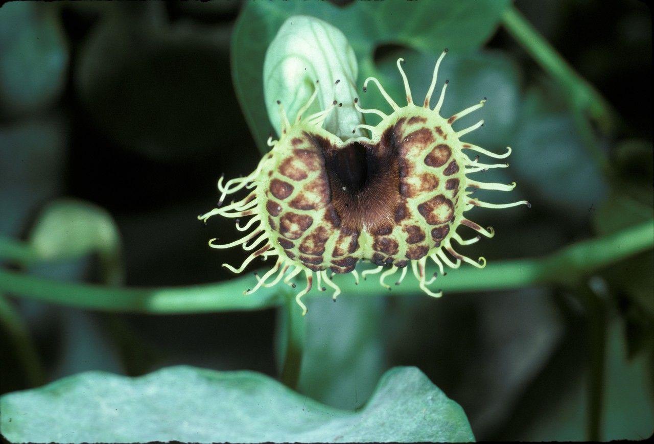 Aristolochia fimbriata