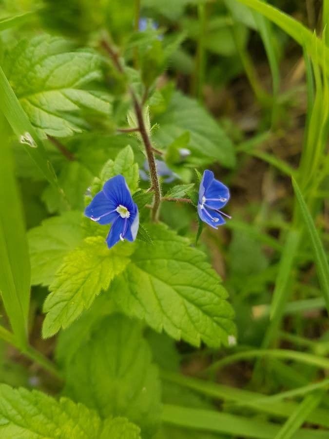 Veronica chamaedrys