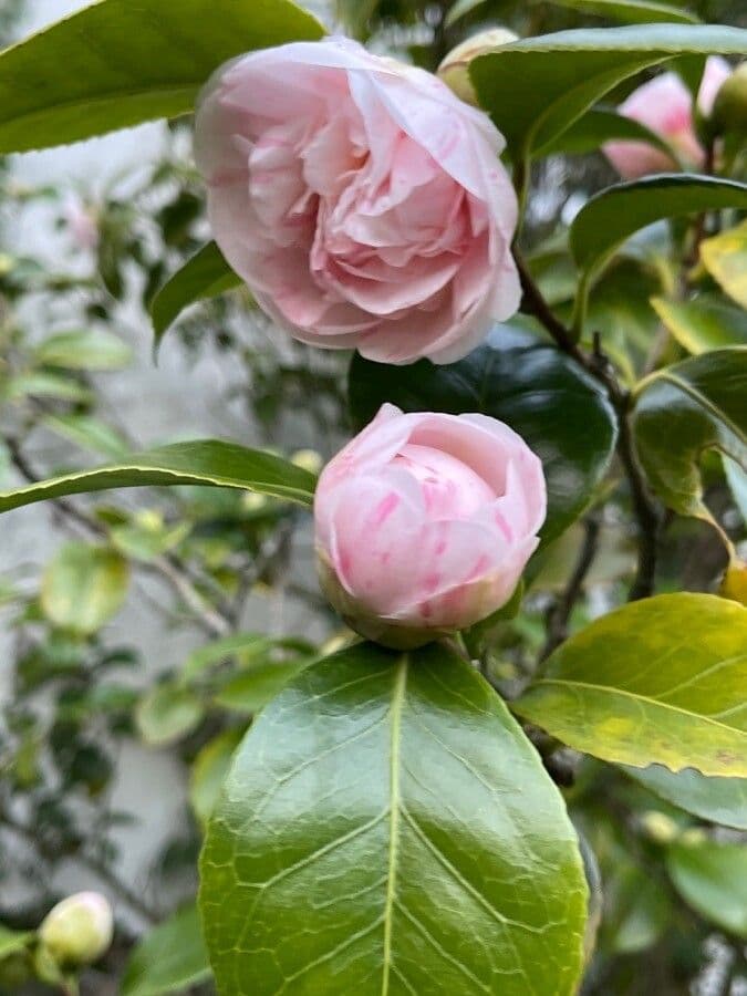 Camellia japonica