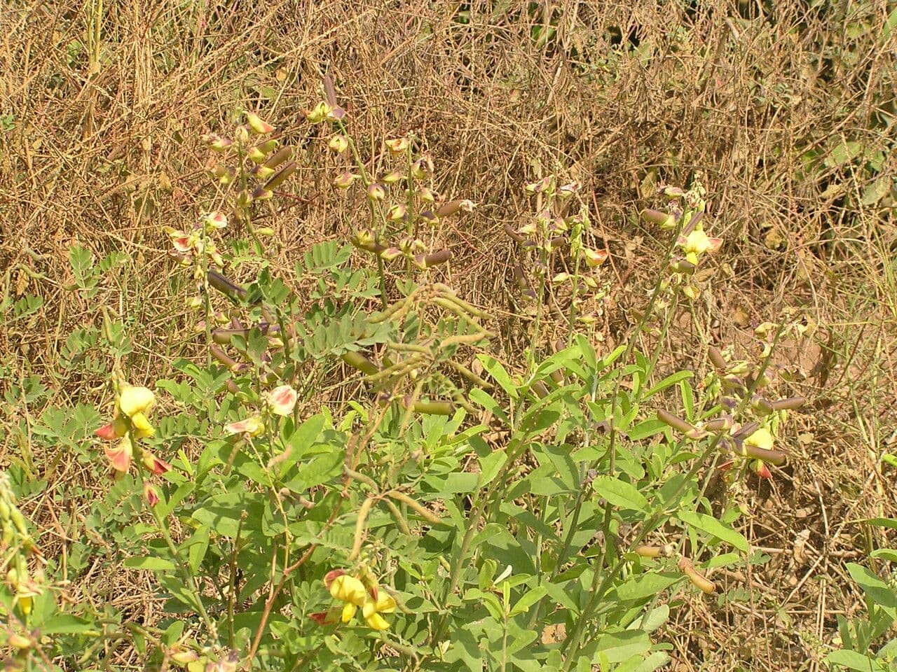 Crotalaria retusa