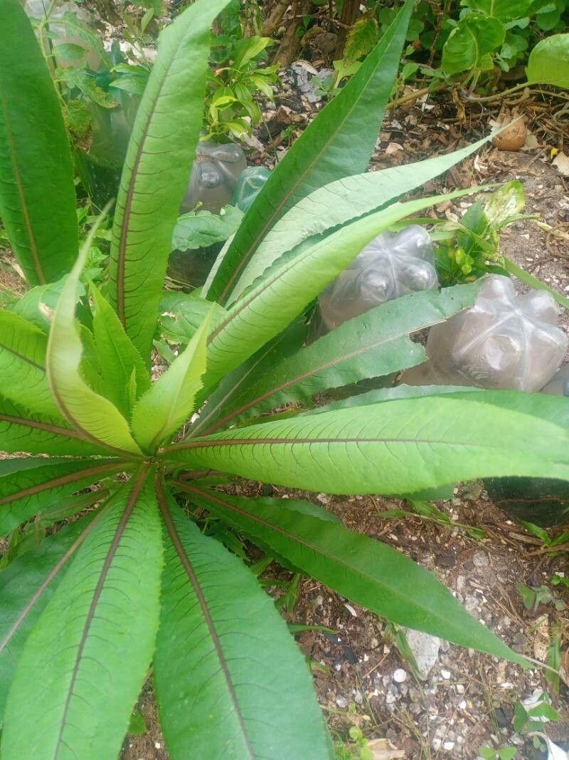 Lactuca indica