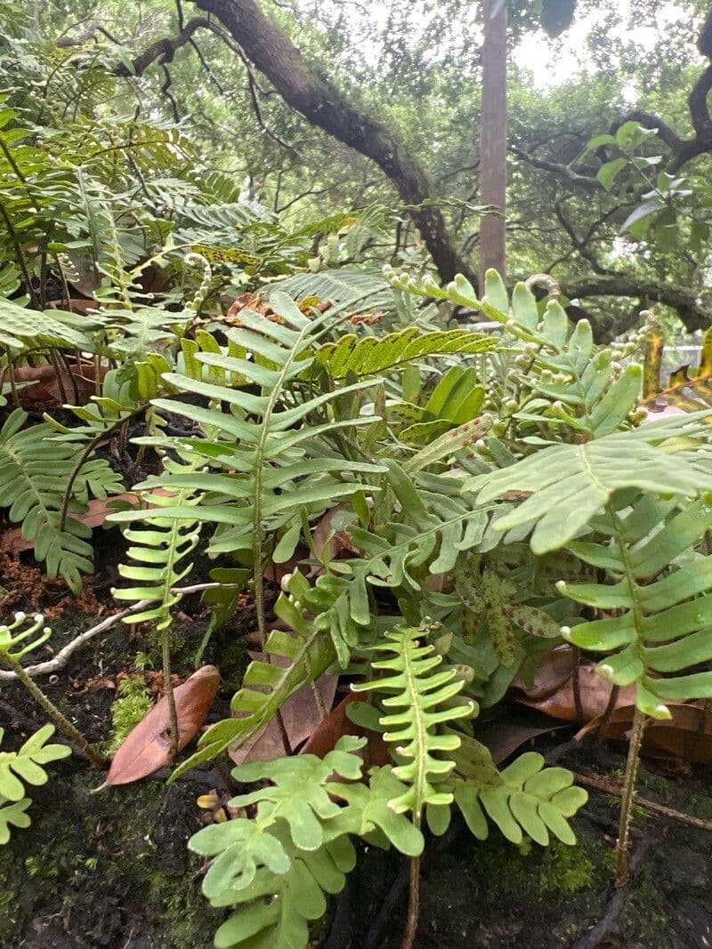 Pleopeltis polypodioides