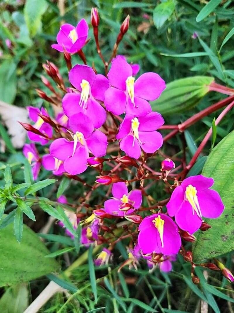 Rhexia mariana