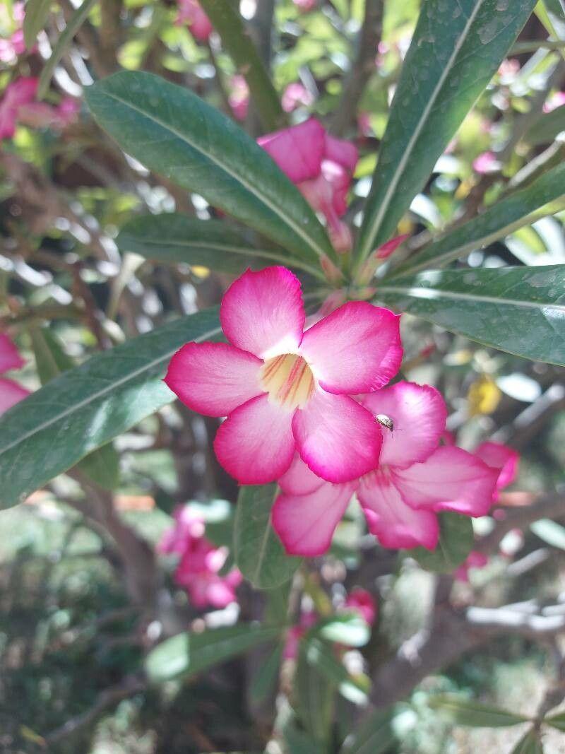 Adenium obesum