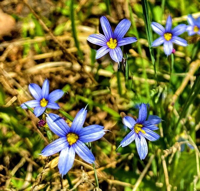 Sisyrinchium montanum