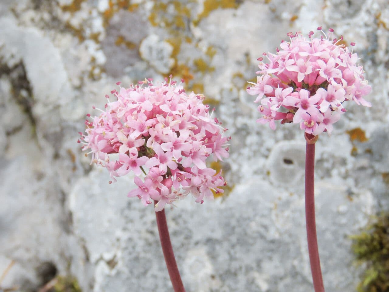 Valeriana tuberosa