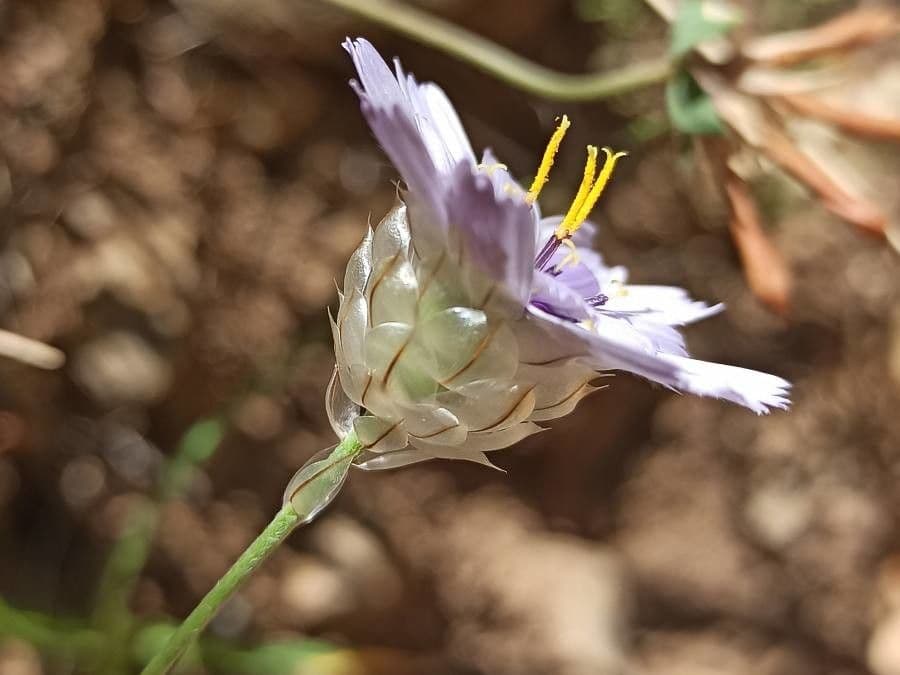 Catananche caerulea