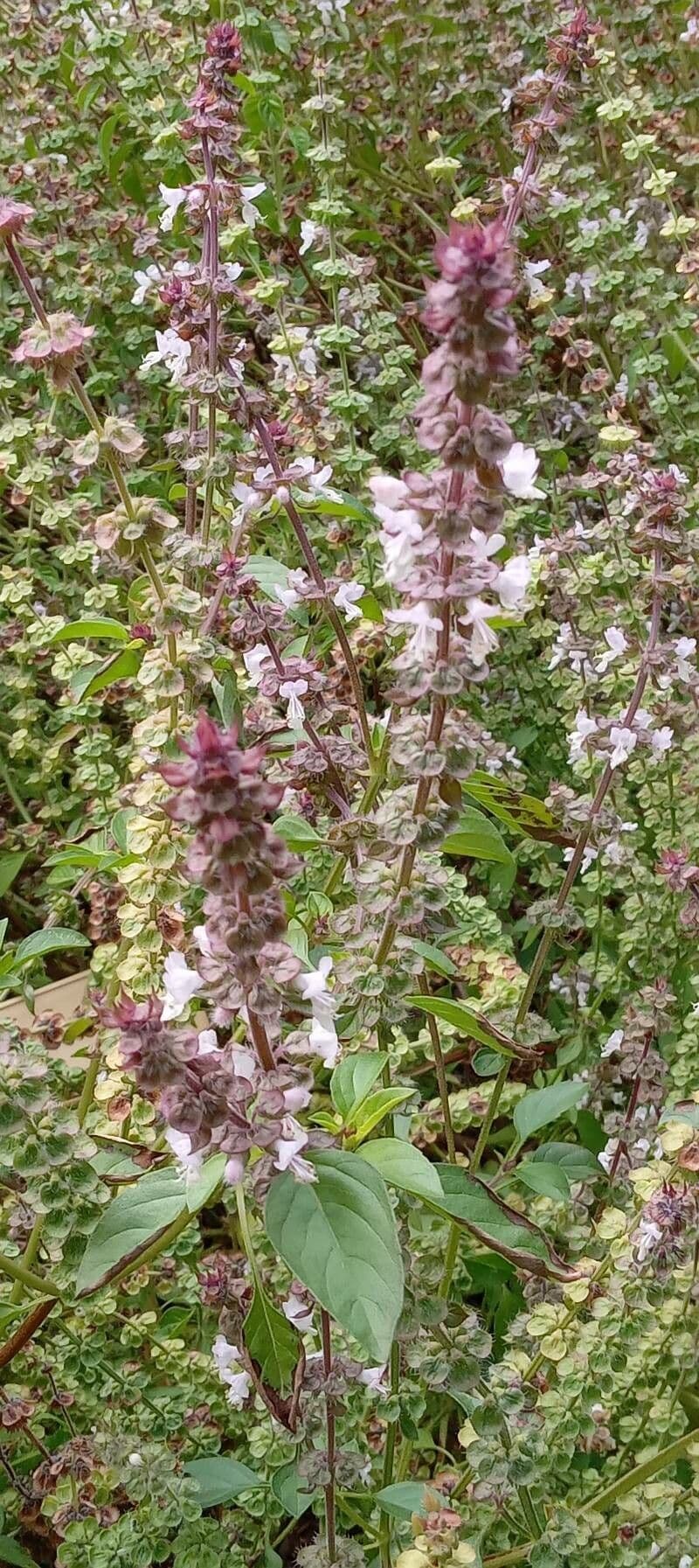 Ocimum americanum