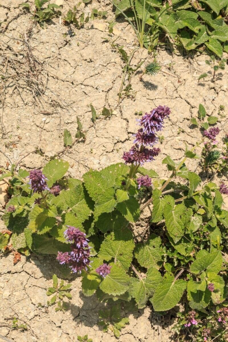 Salvia verticillata