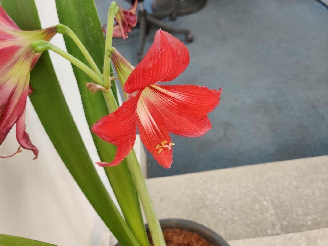 Hippeastrum correiense