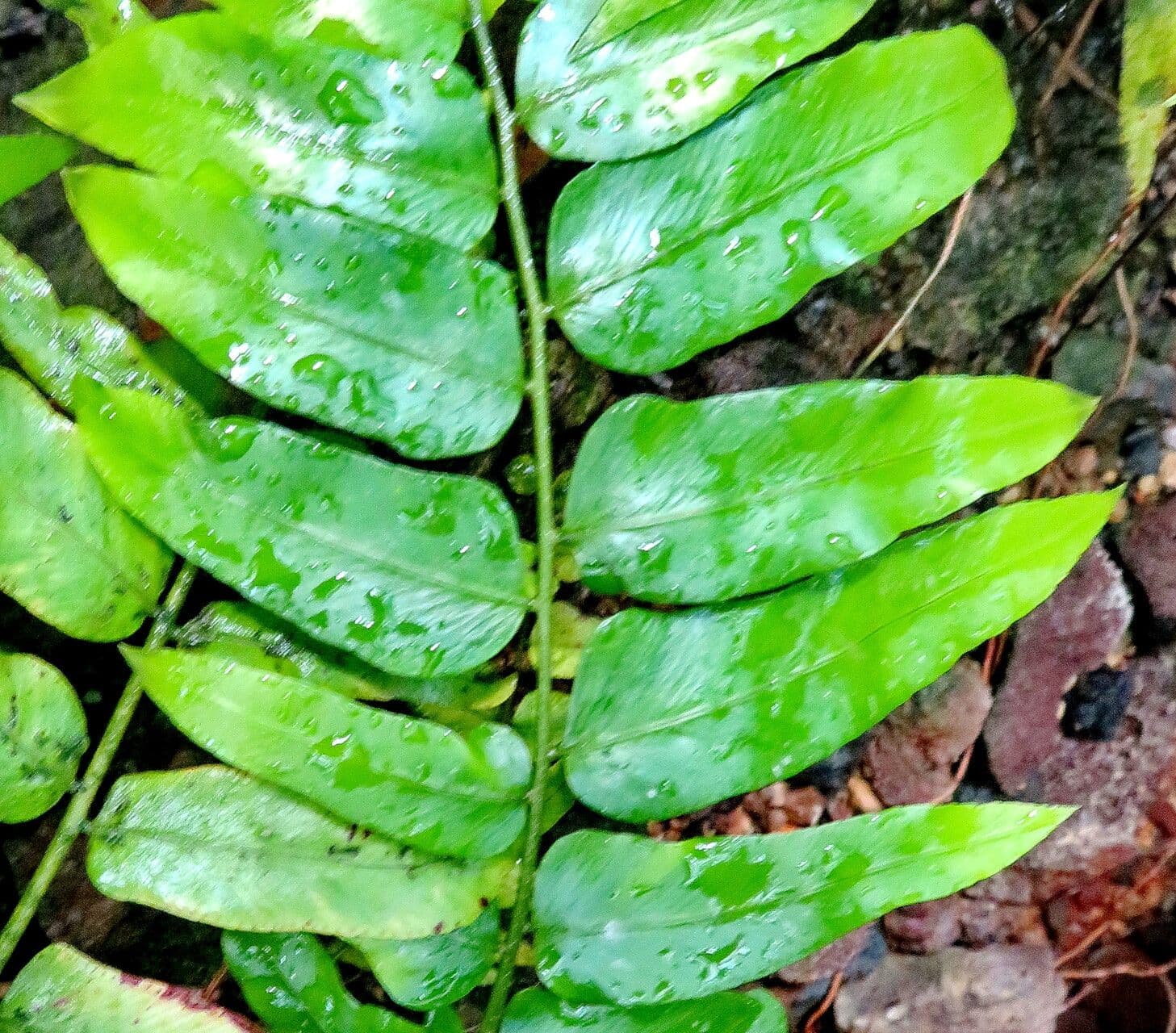 Nephrolepis biserrata