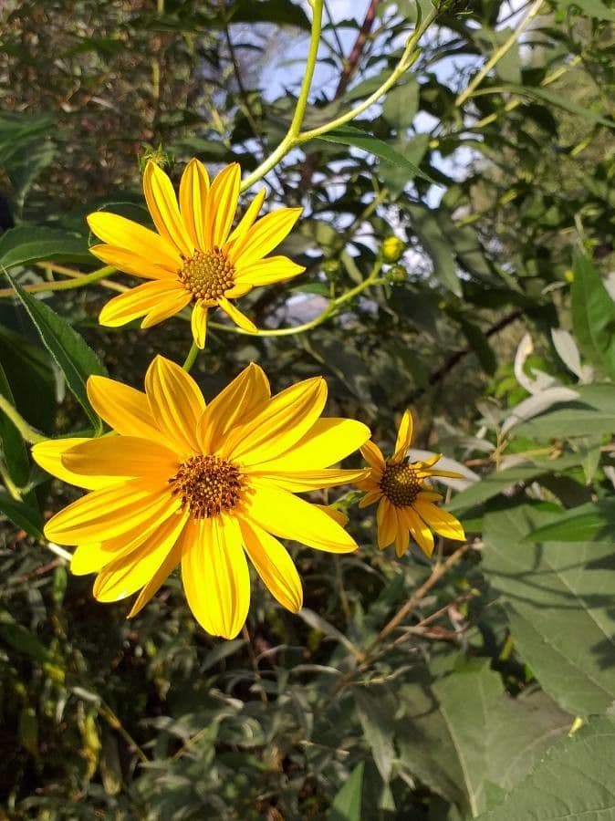 Helianthus tuberosus