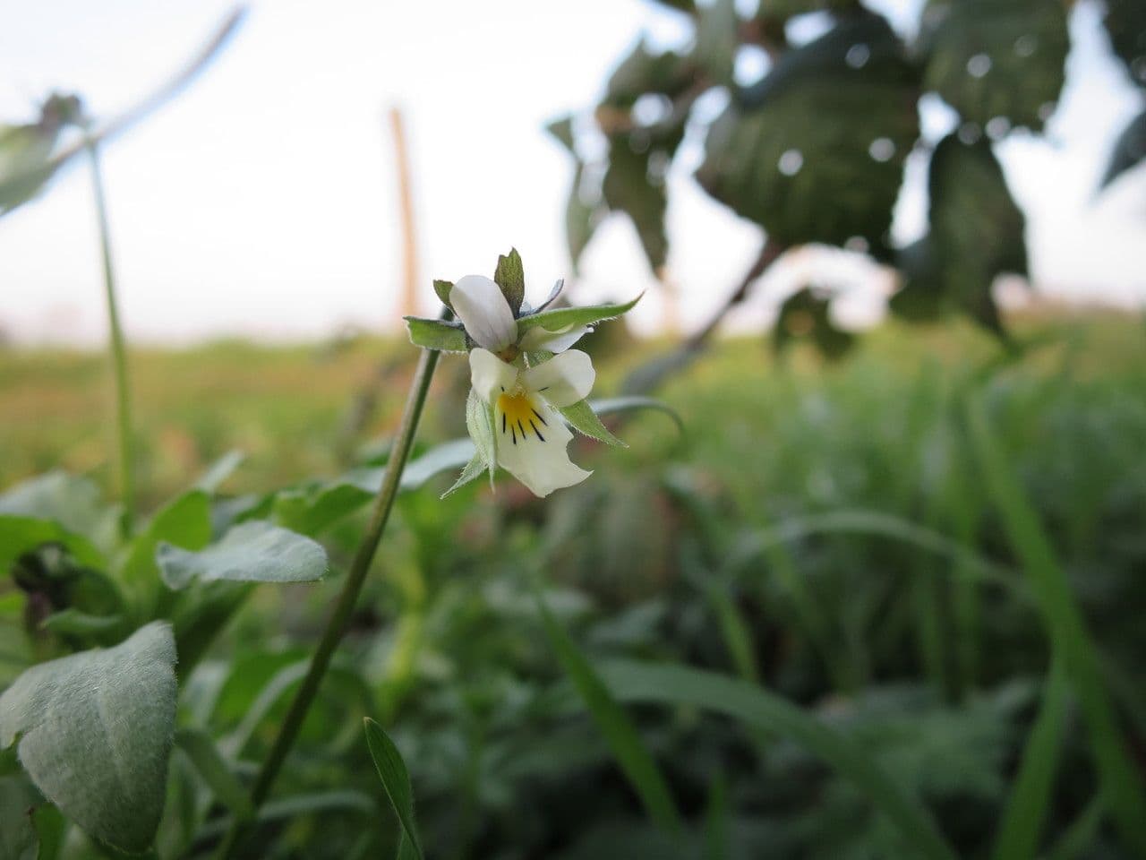 Viola arvensis