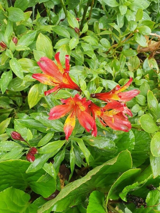 Alstroemeria aurea