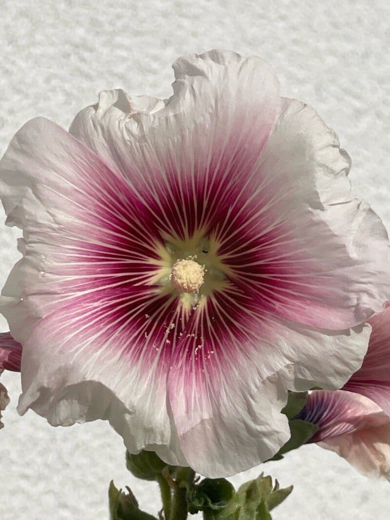 Alcea setosa