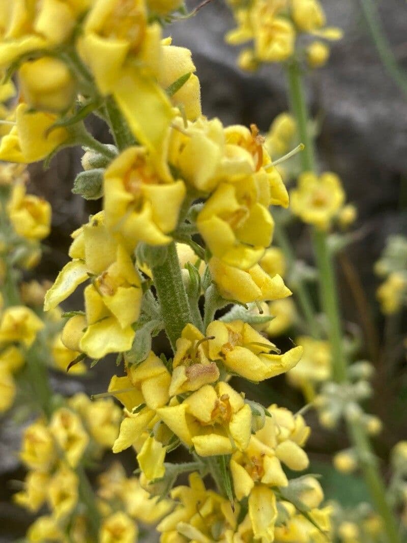 Verbascum lychnitis