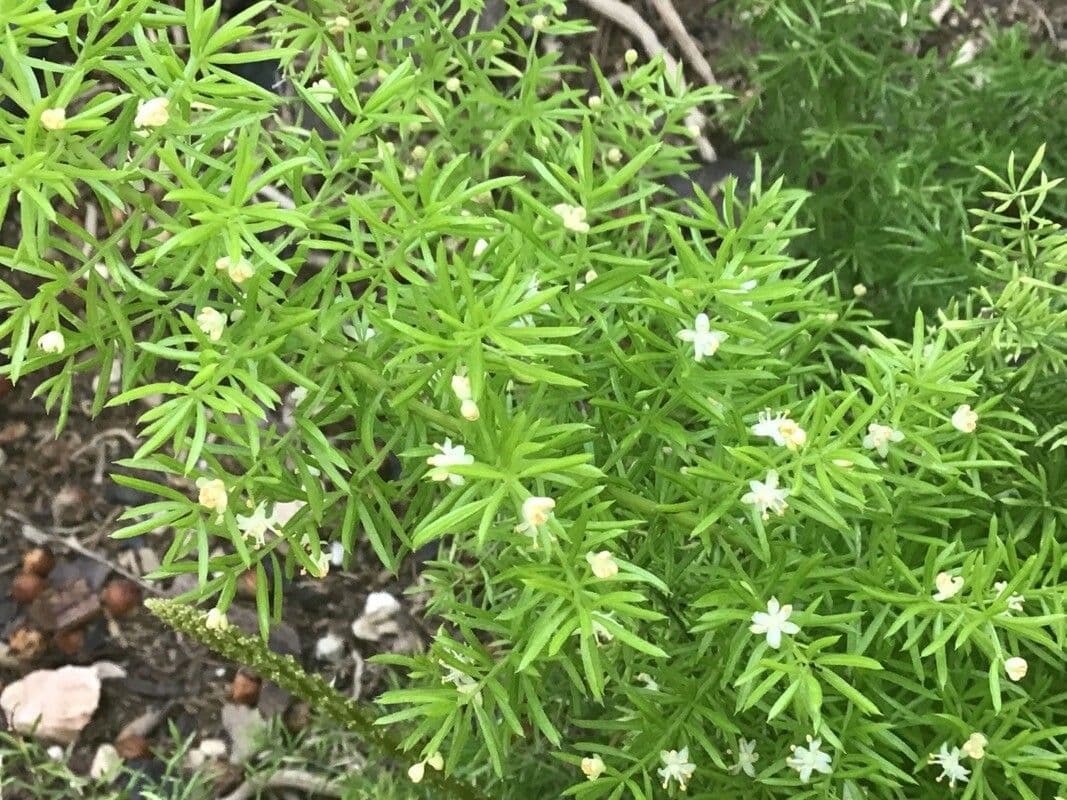 Asparagus densiflorus