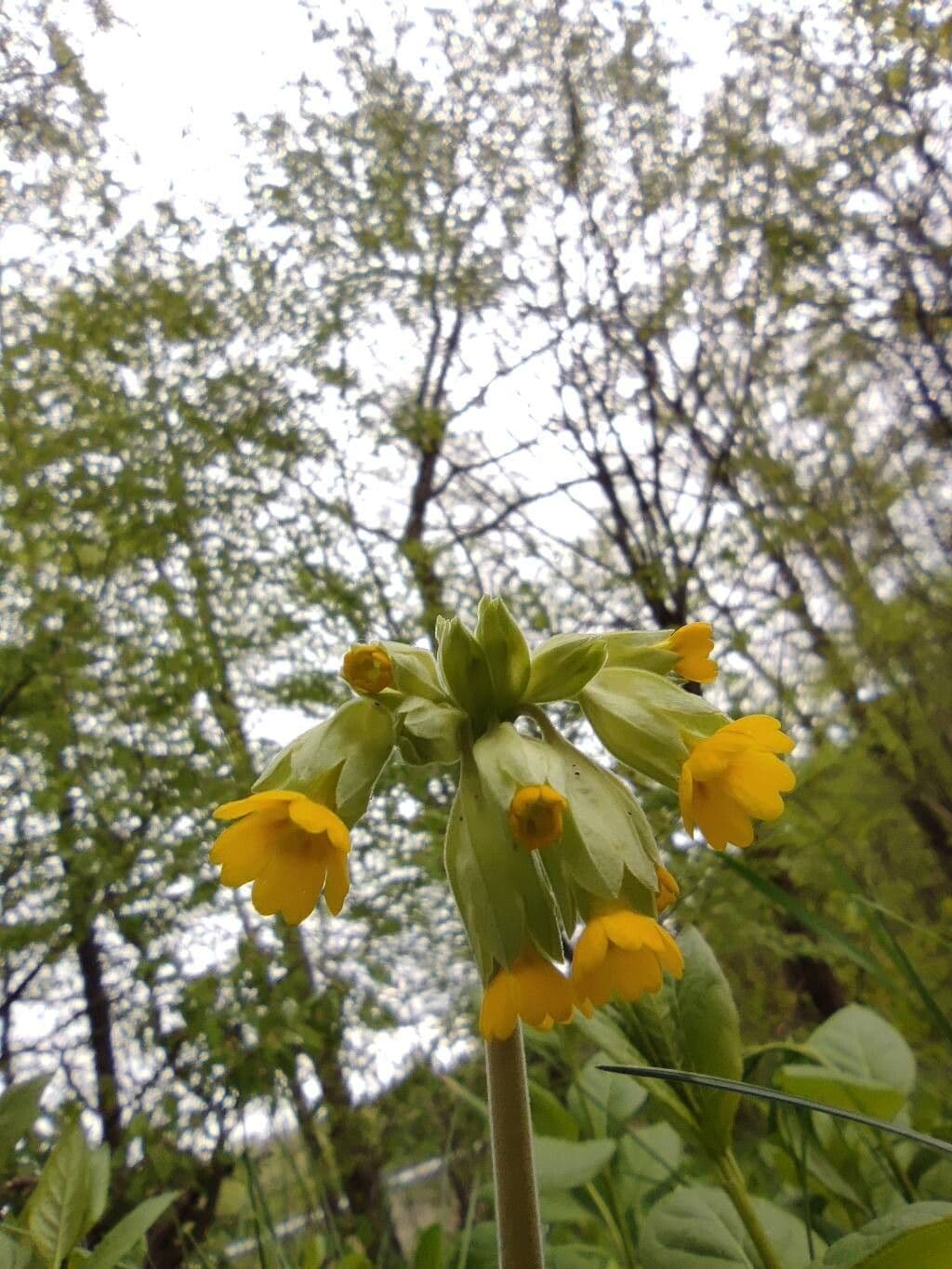 Primula veris