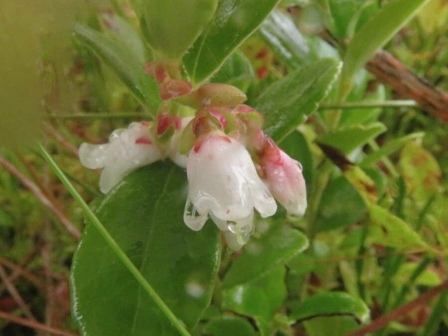 Vaccinium vitis-idaea