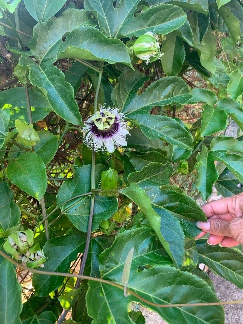 Passiflora edulis