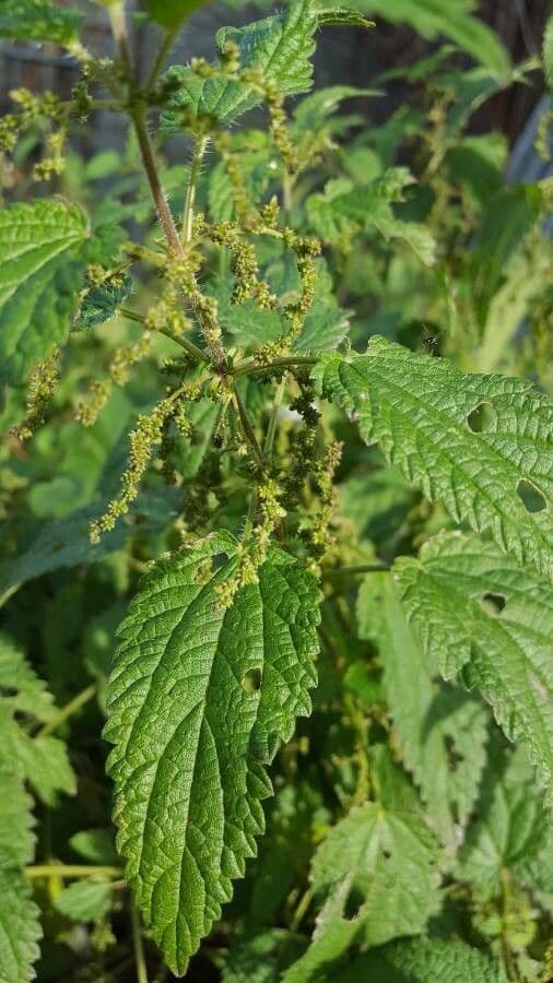 Urtica dioica