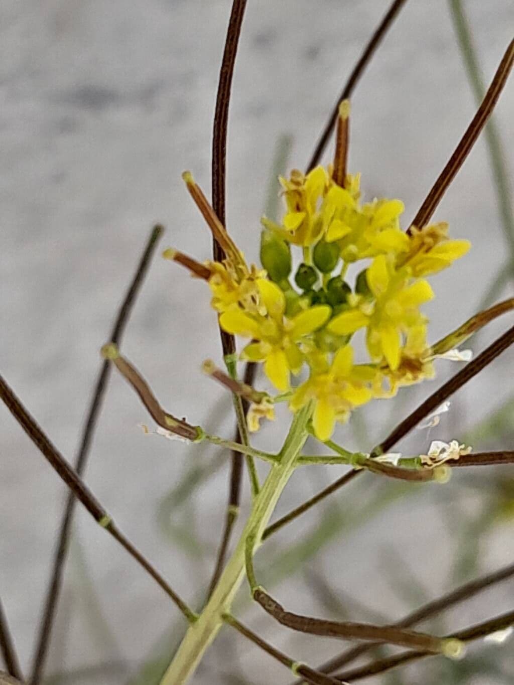 Sisymbrium irio