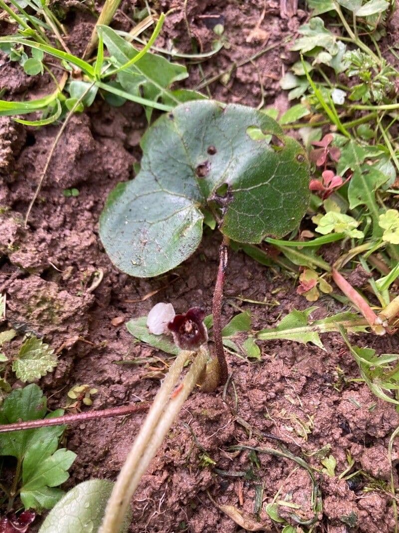 Asarum europaeum