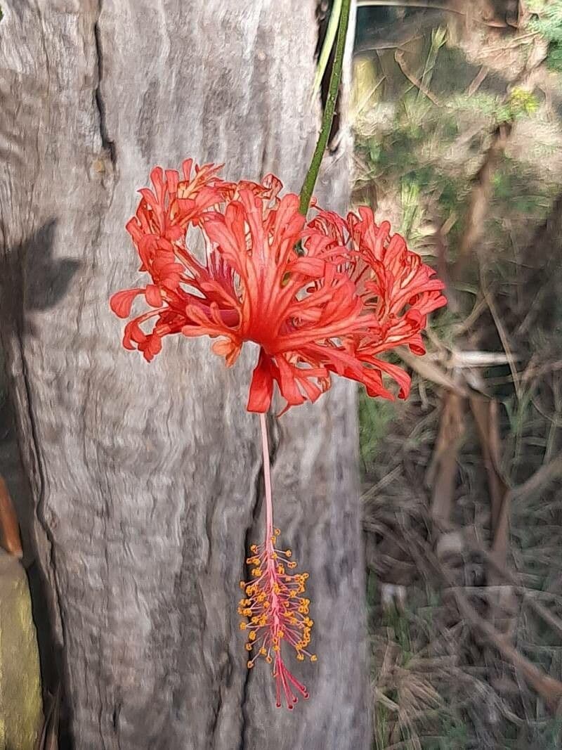 Hibiscus schizopetalus