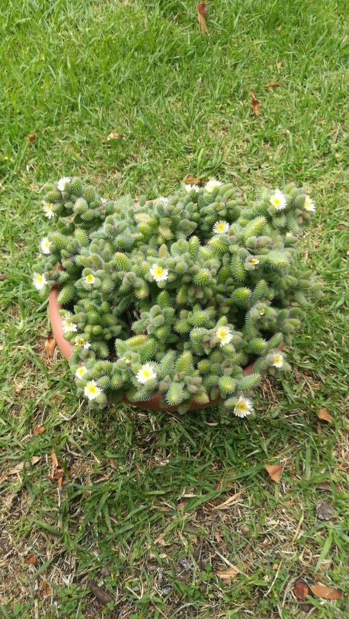 Delosperma echinatum