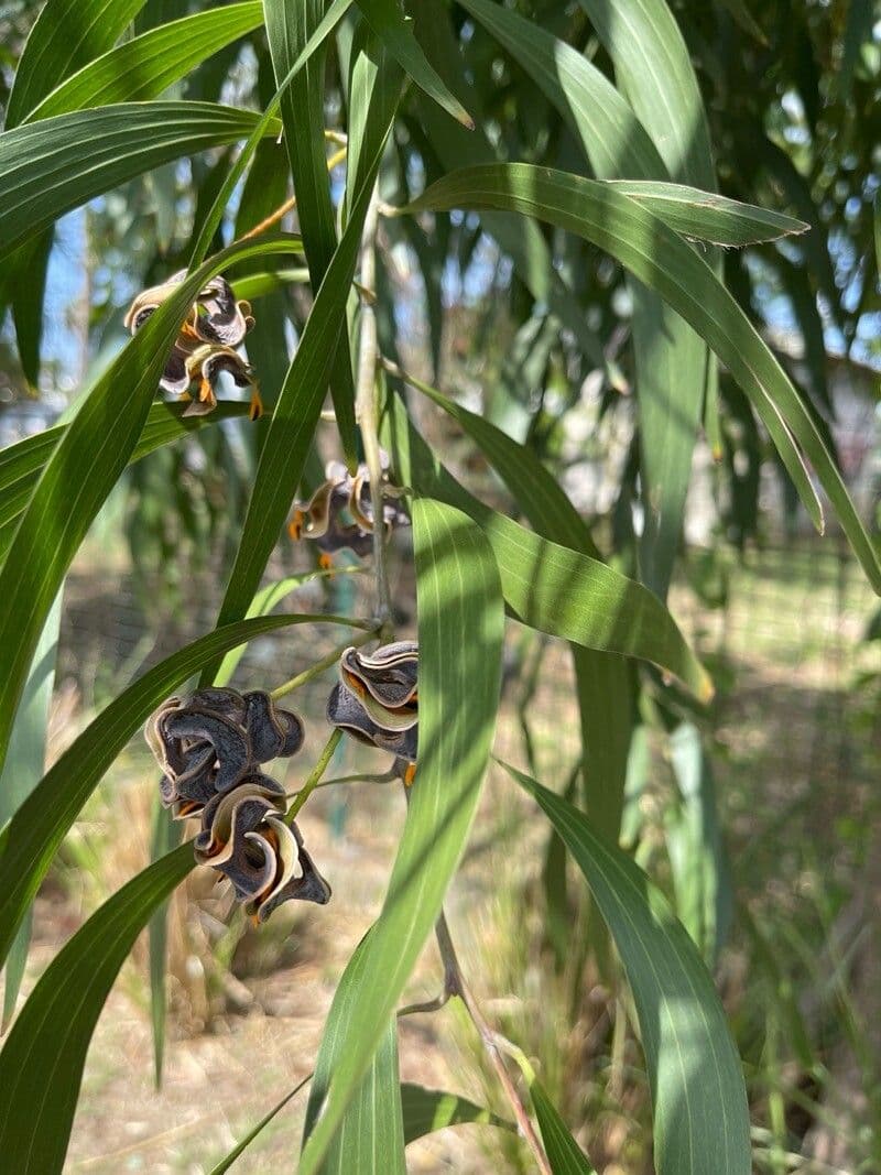 Acacia auriculiformis