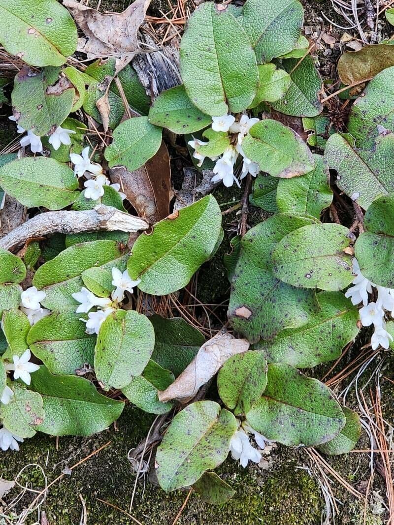 Epigaea repens