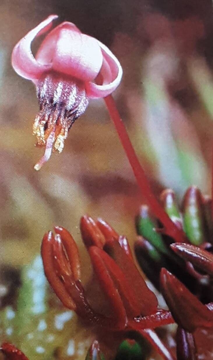 Vaccinium oxycoccos