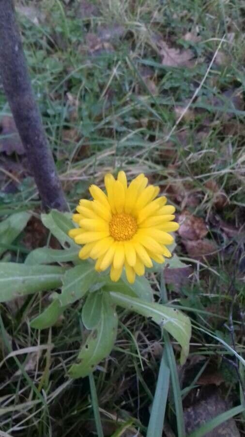 Calendula officinalis