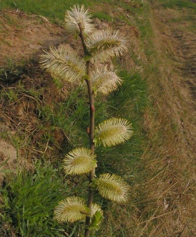 Salix caprea