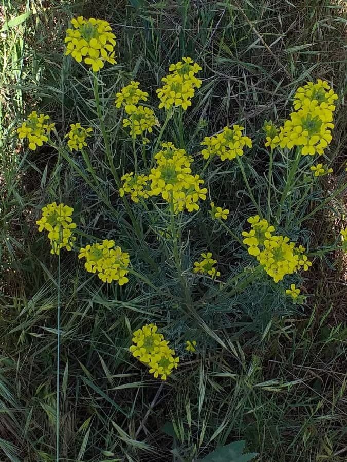 Erysimum odoratum