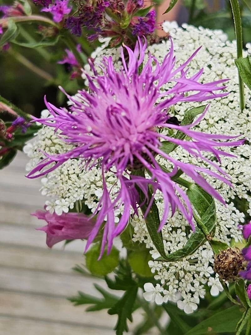 Centaurea phrygia