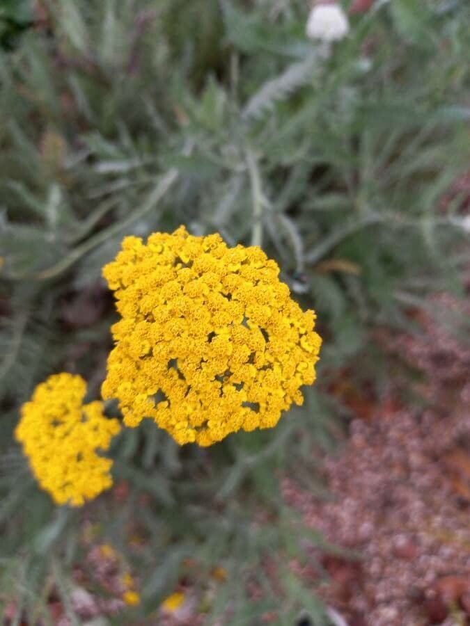 Achillea filipendulina