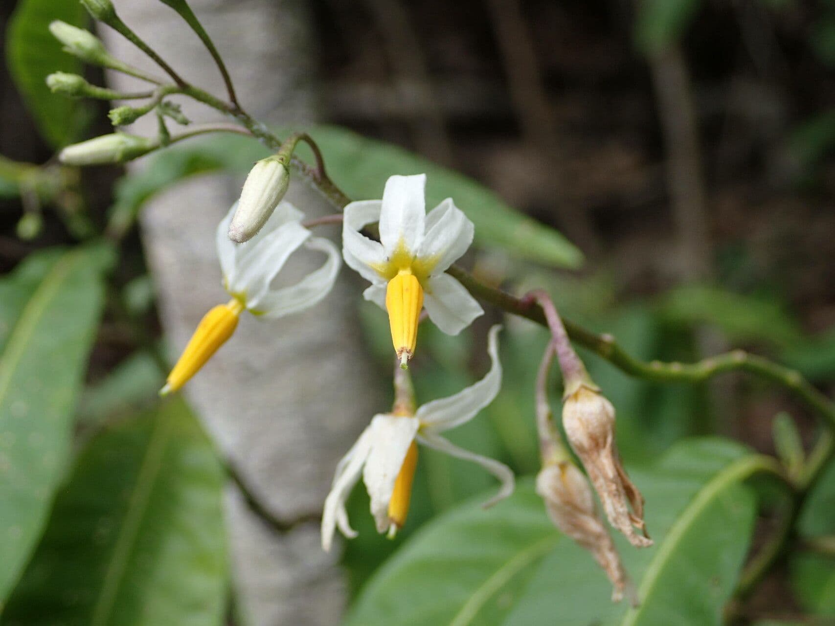 Solanum bahamense