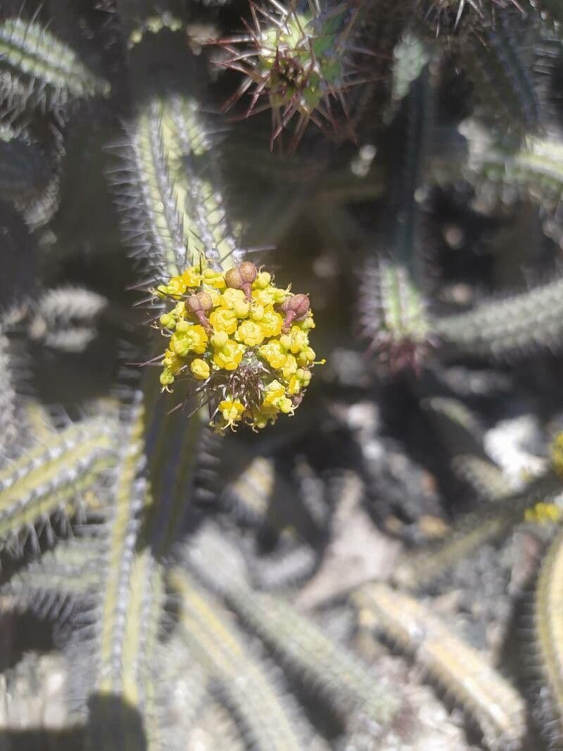 Euphorbia baioensis