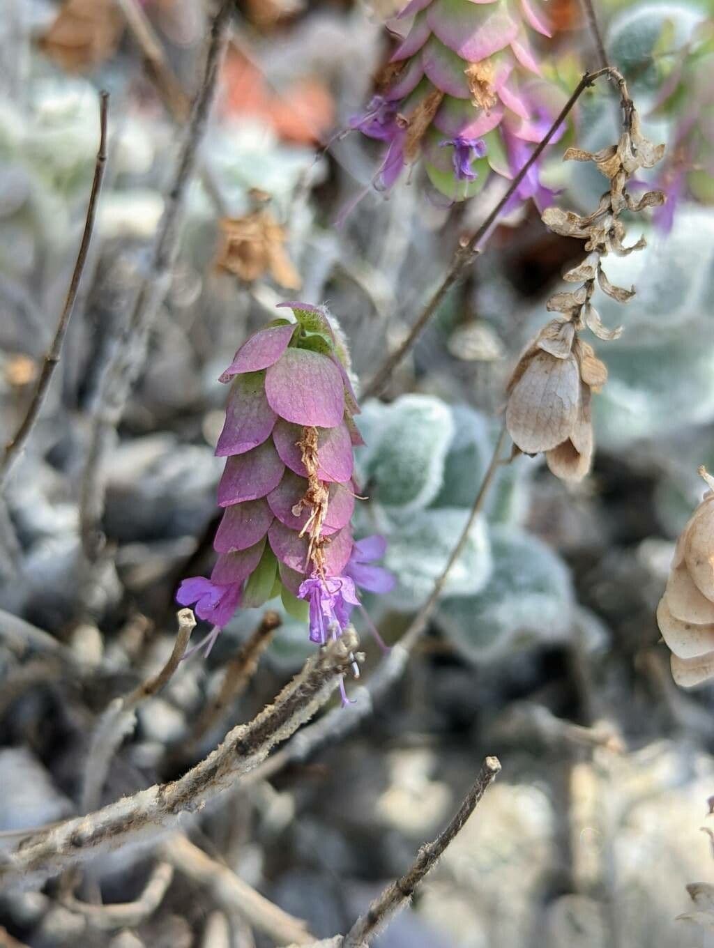 Origanum dictamnus