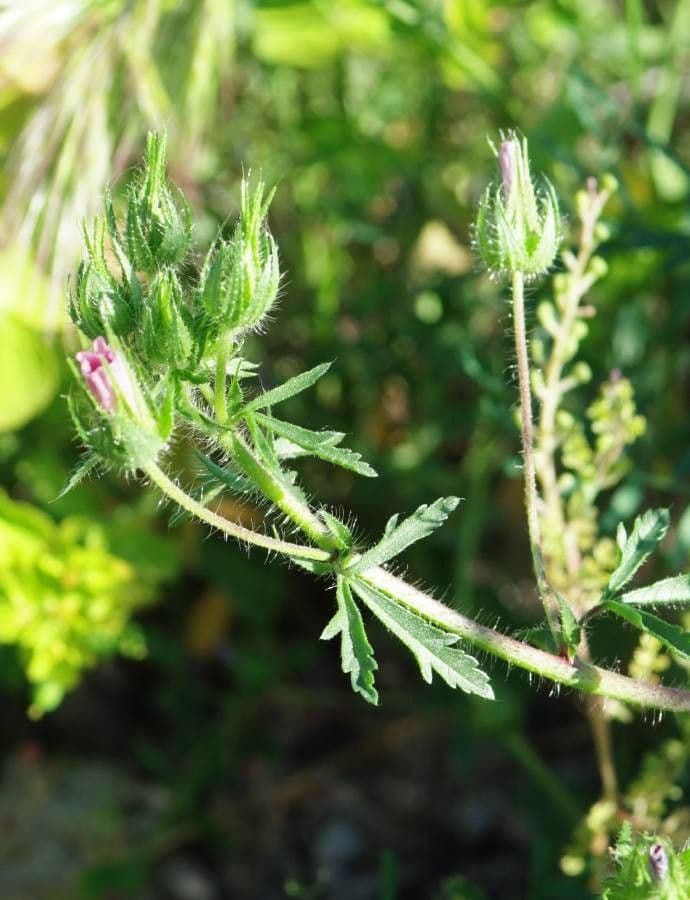 Malva setigera