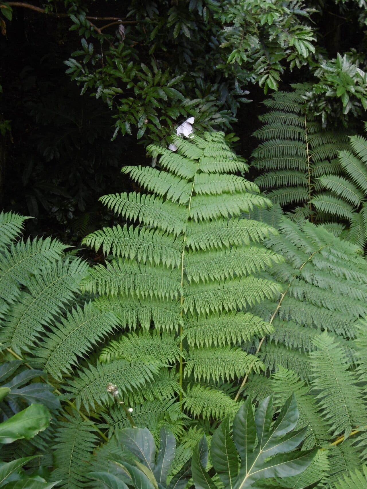 Cyathea arborea