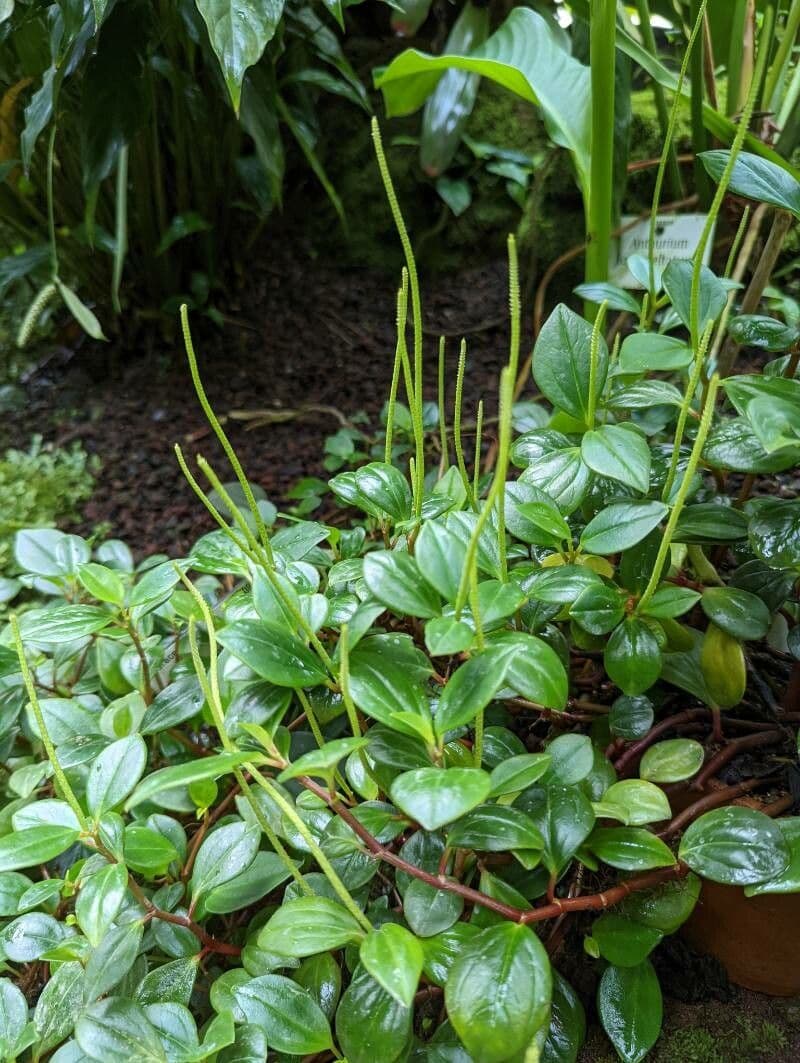 Peperomia glabella