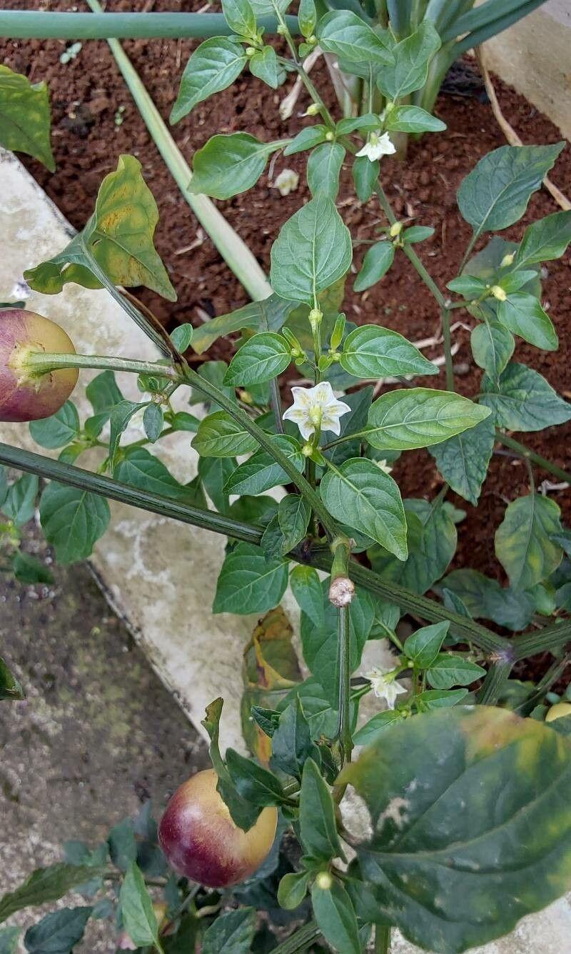 Capsicum chinense