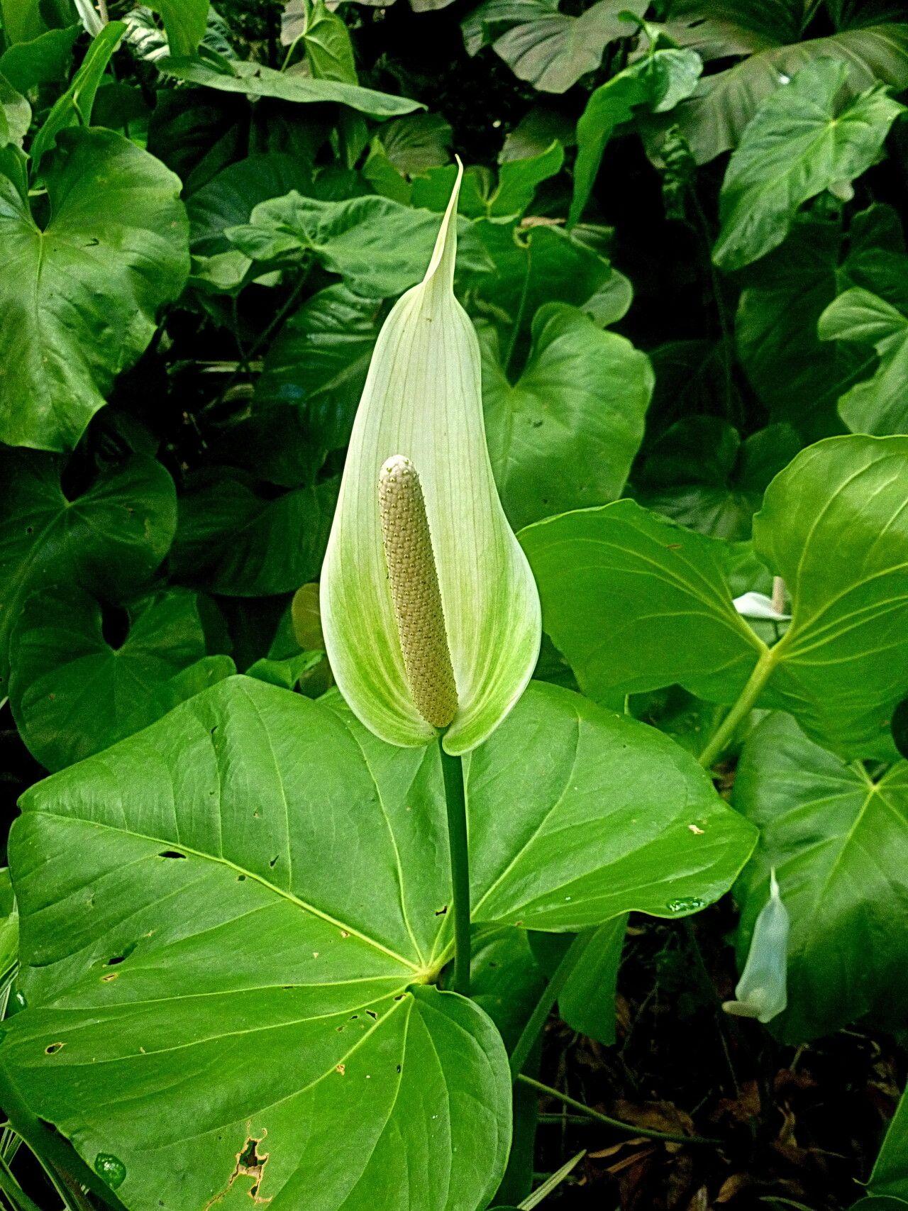 Spathiphyllum floribundum